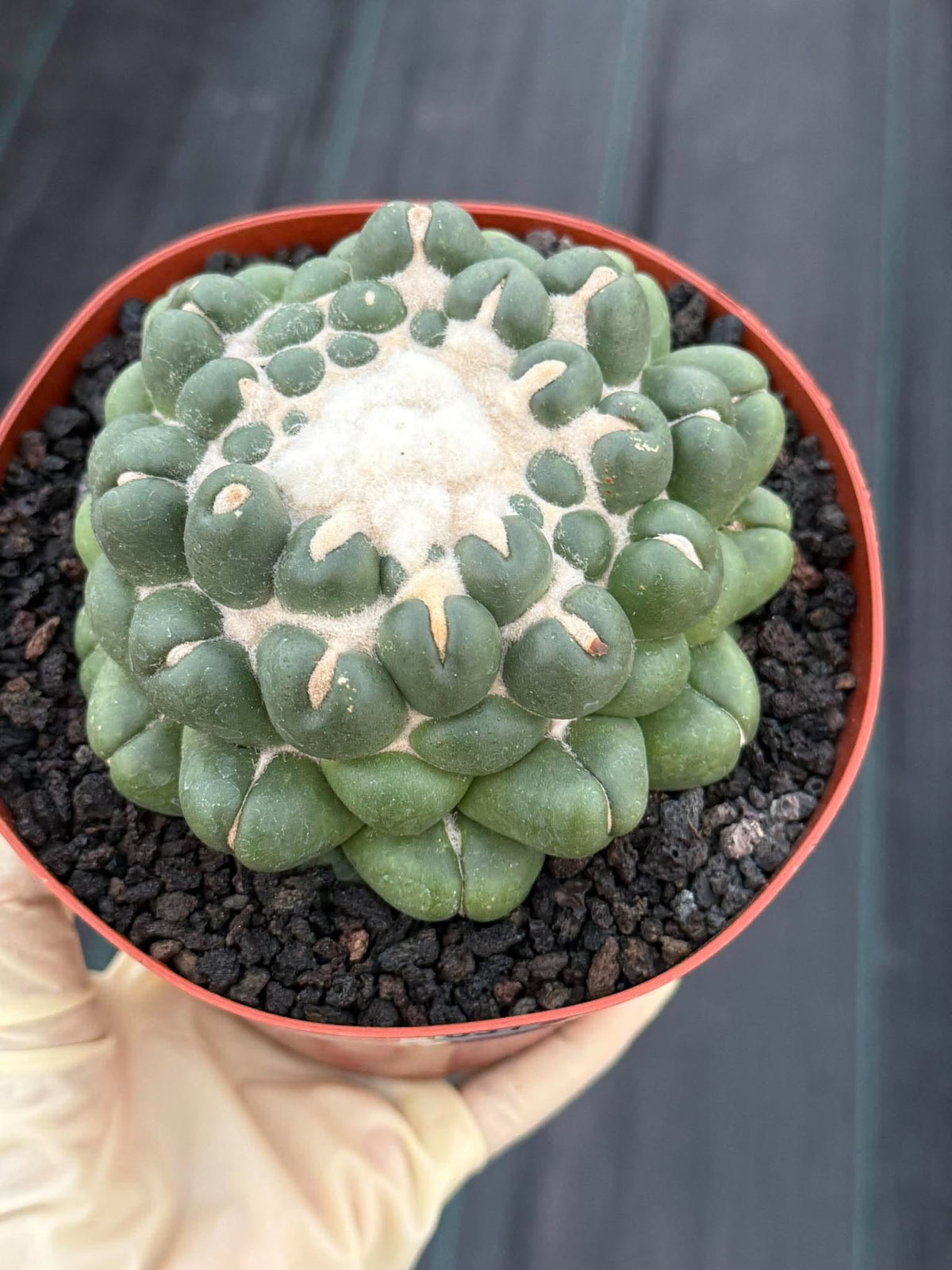 Coryphantha elephantidens f. inermis #1031 | Spineless Cactus