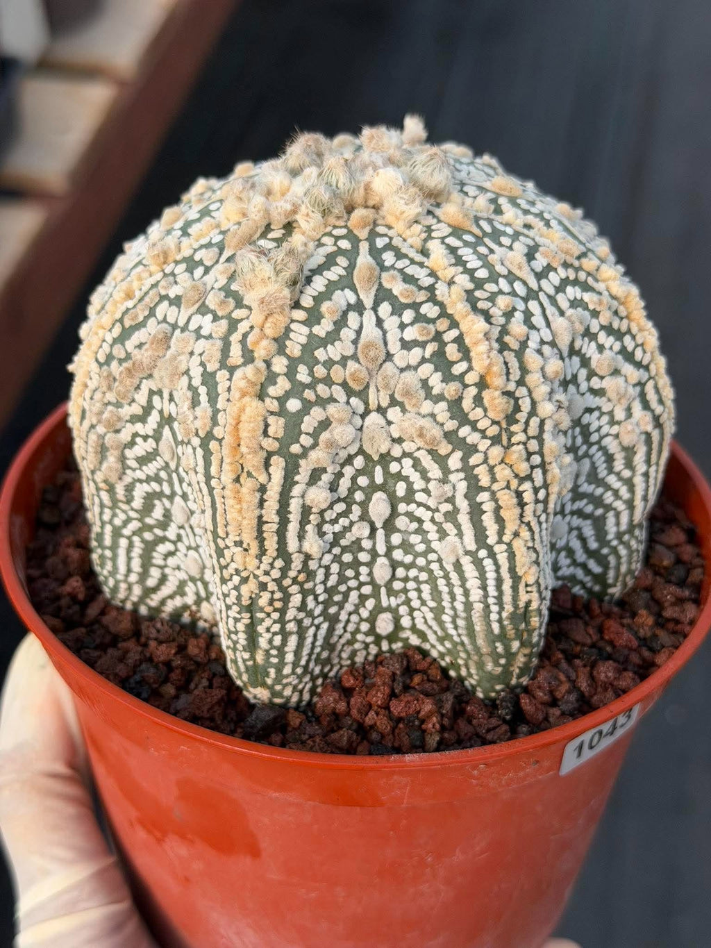 Astrophytum Asterias #1043 Live Cactus Rare Collector Plant Exact Specimen 6" Pot