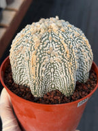 Astrophytum Asterias #1043 Live Cactus Rare Collector Plant Exact Specimen 6" Pot