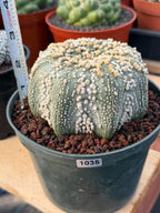 Astrophytum Asterias Hanazono Rare Live Cactus Plant #1035 Exact Specimen