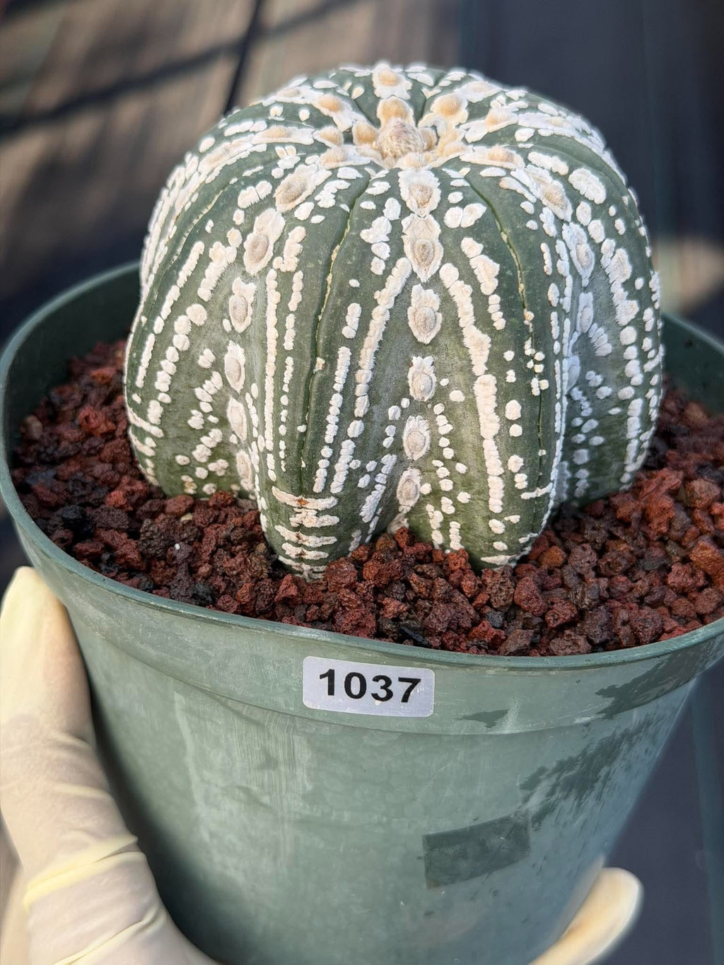 Astrophytum asterias V-Type Squid Form #1037 | Exact Cactus