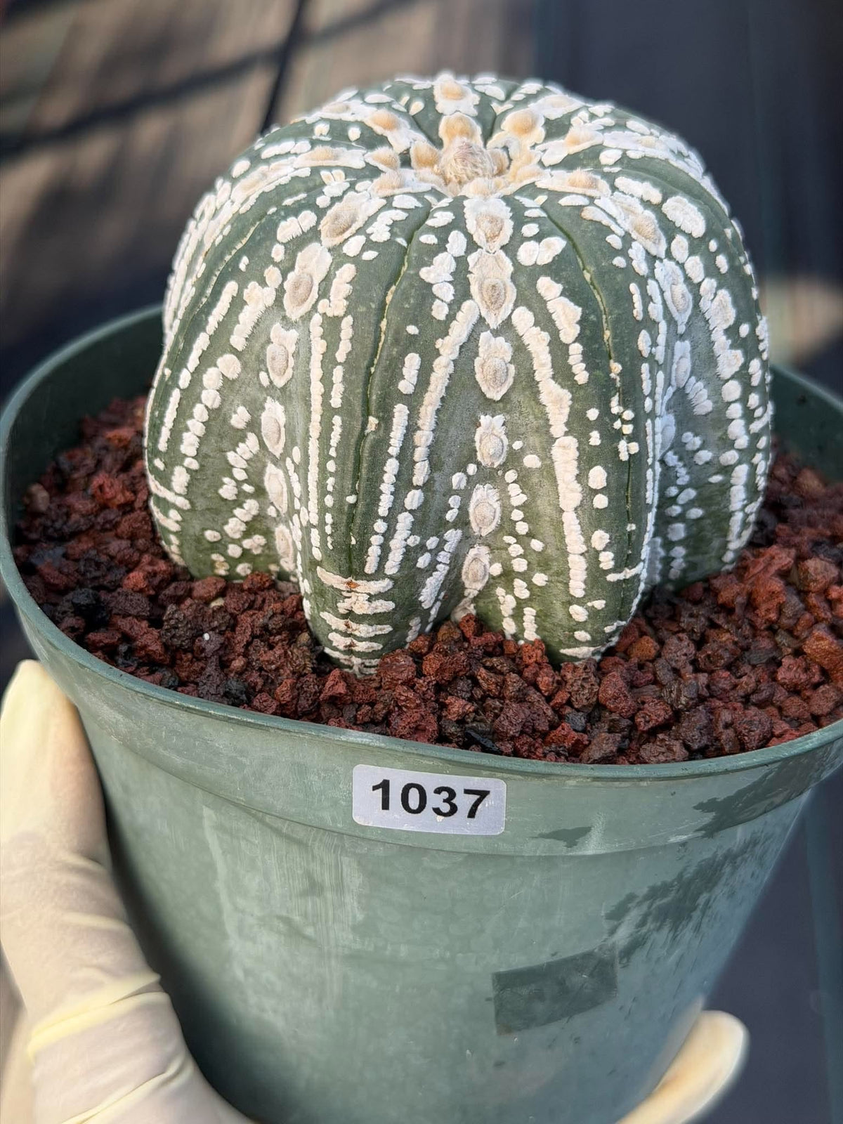 Astrophytum asterias V-Type Squid Form #1037 | Exact Cactus