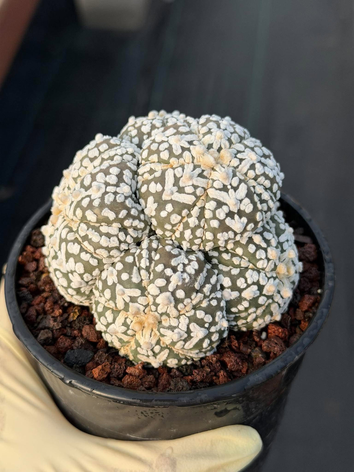 Astrophytum asterias #972 | Seed-Grown Cluster Cactus