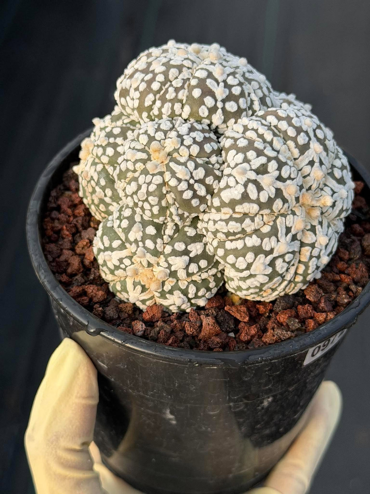 Astrophytum asterias #972 | Seed-Grown Cluster Cactus