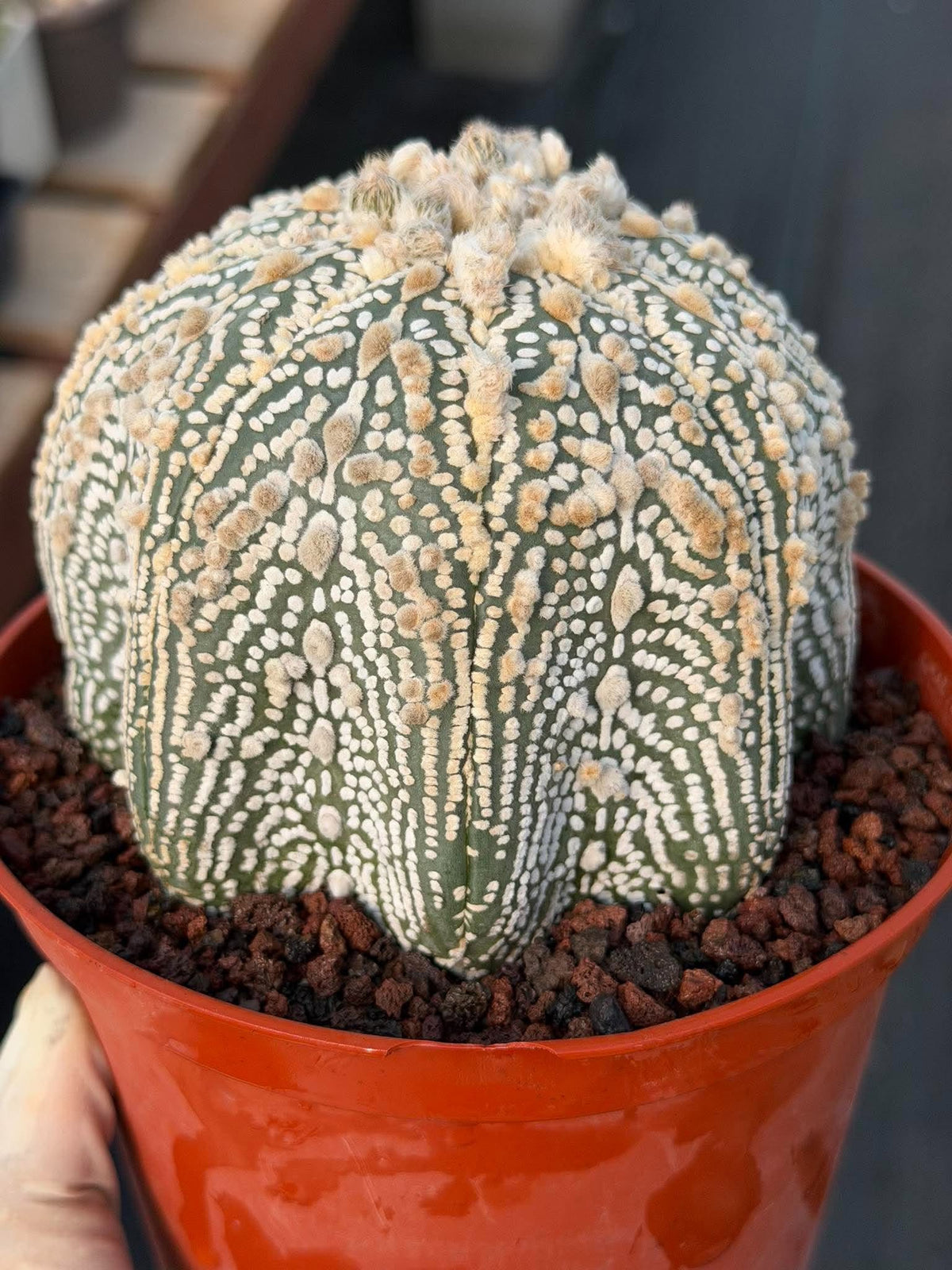 Astrophytum Asterias #1043 Live Cactus Rare Collector Plant Exact Specimen 6" Pot
