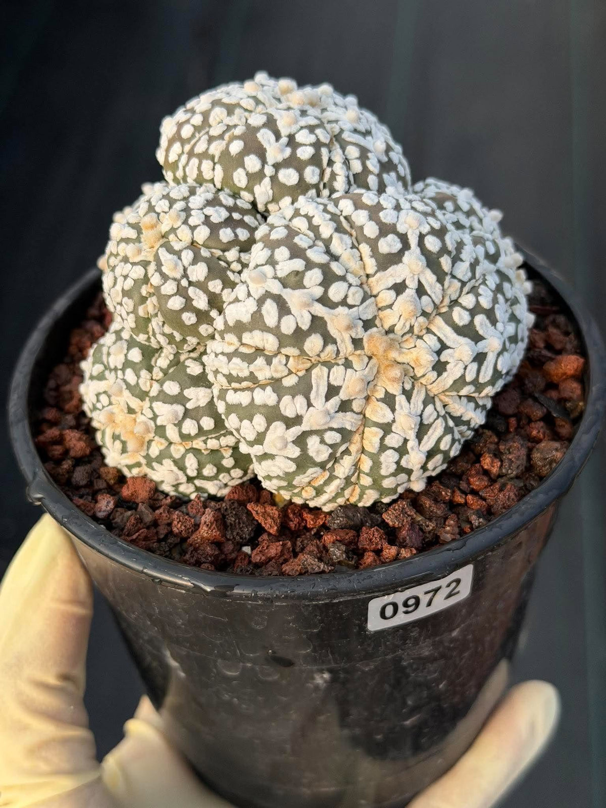 Astrophytum asterias #972 | Seed-Grown Cluster Cactus