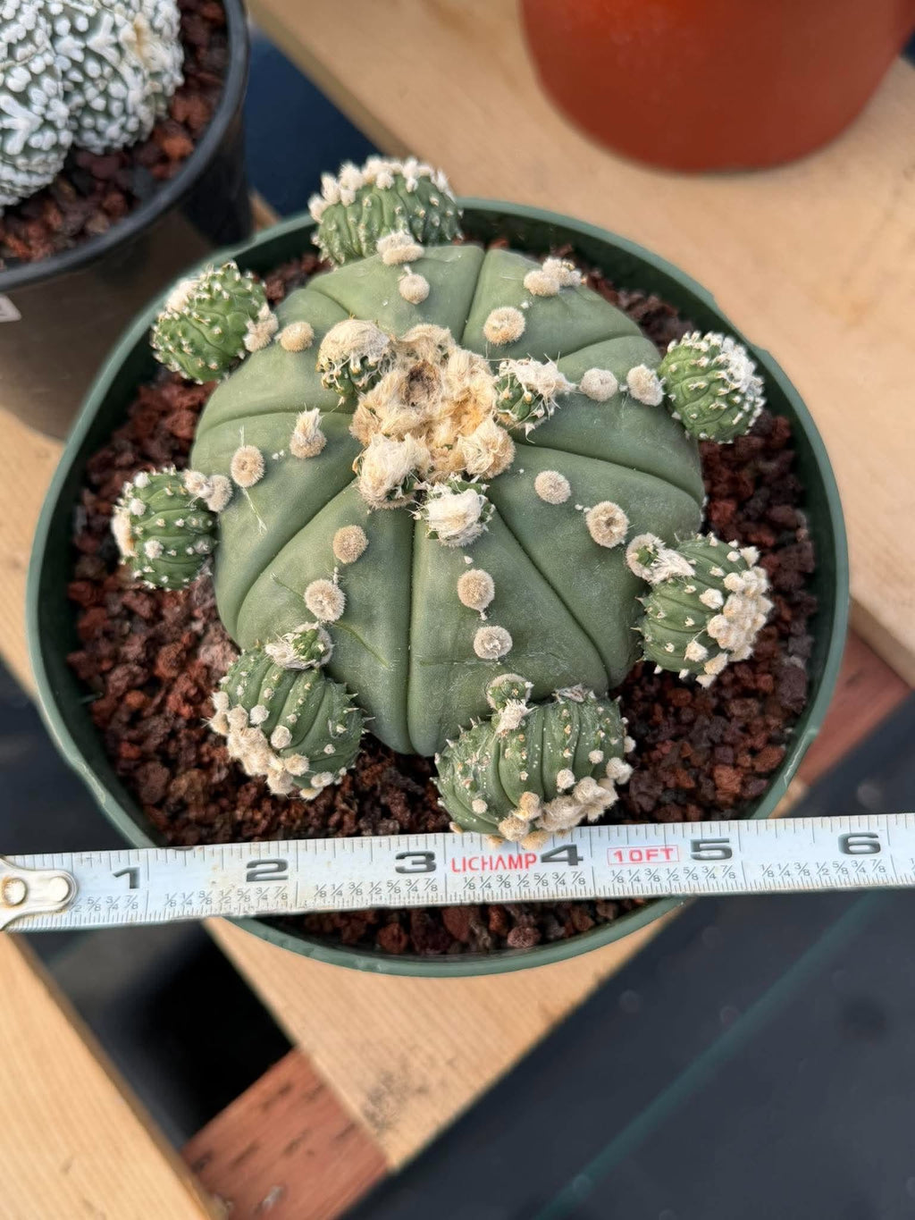 Astrophytum asterias #90 | Seed-Grown Cactus with Pups