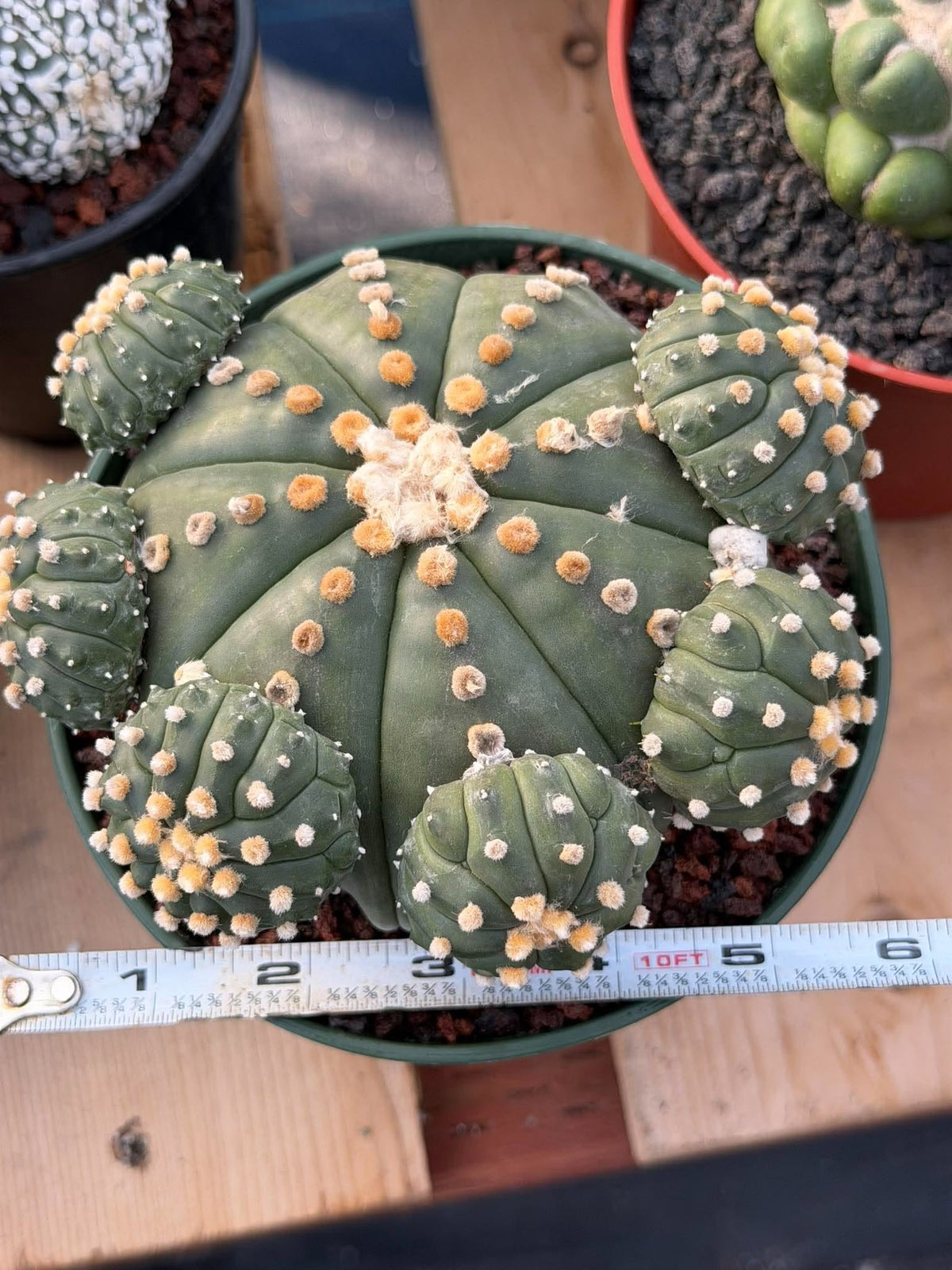 Astrophytum Asterias with Pups Seed Grown Rare Live Cactus Plant #1033 Exact
