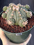 Astrophytum asterias #90 | Seed-Grown Cactus with Pups