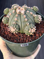 Astrophytum asterias #90 | Seed-Grown Cactus with Pups