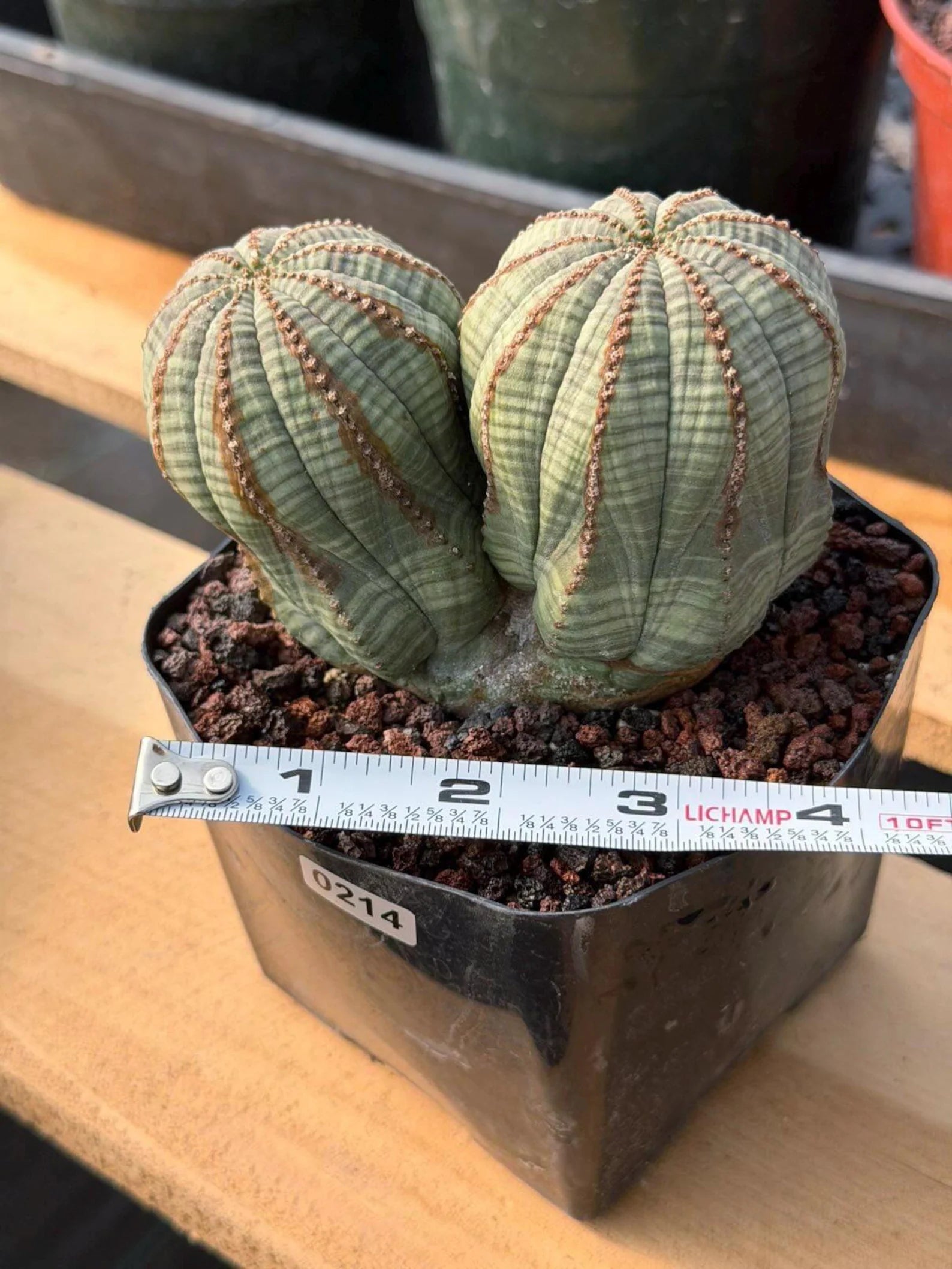 Euphorbia Obesa Dichot #214 | Seed Grown Rare Succulent