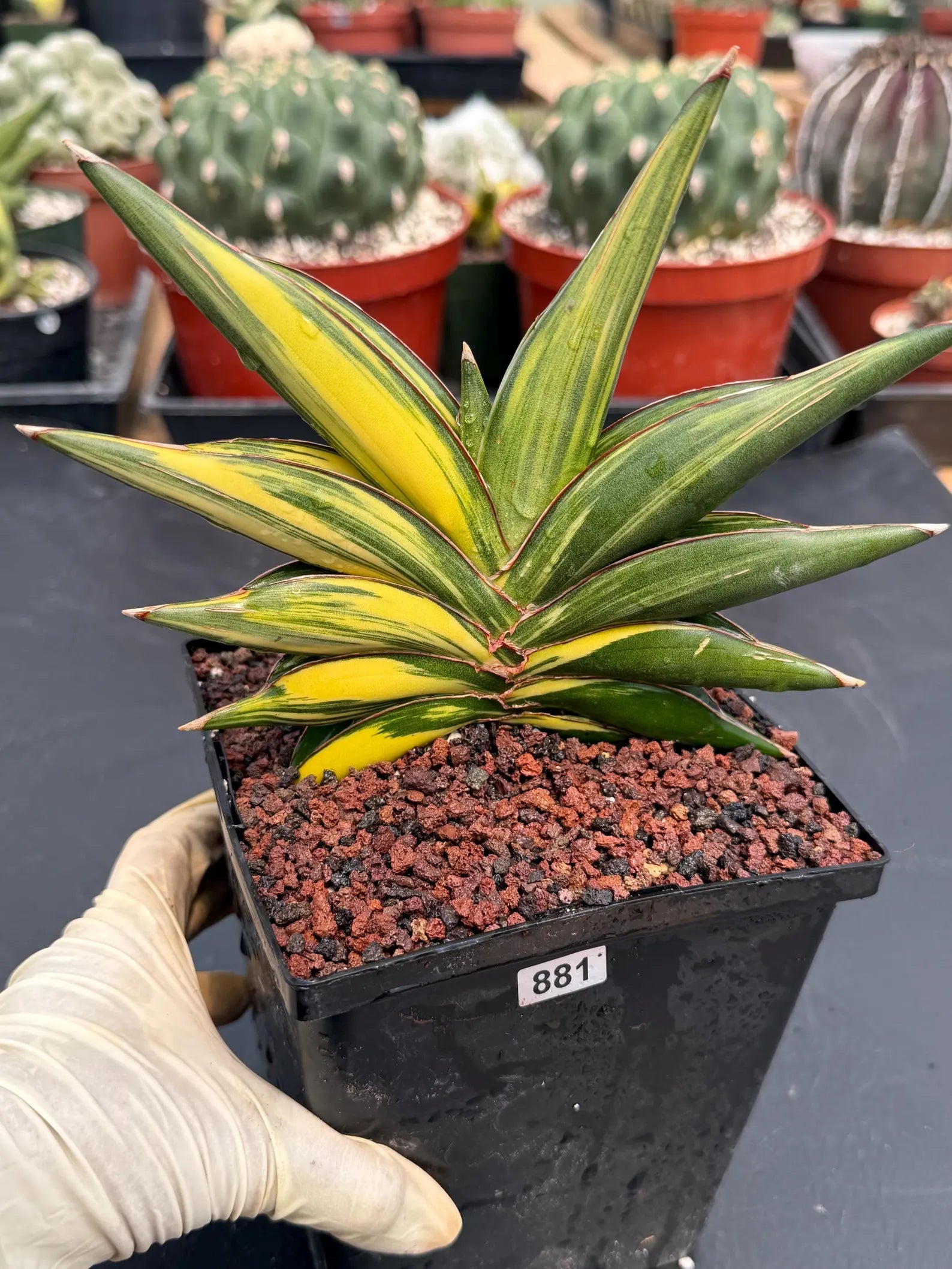 Variegated Sansevieria Sawaddee #881 | Rare Live House Plant