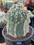 Gymnocalycium Spegazzinii Unguispinum 'Owl Eye' Tall Form #273 | Rare Live Cactus Width: 5 inches