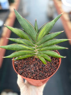 Variegated Sansevia Sawaddee | Easy Care House Plant | Live Plant #206