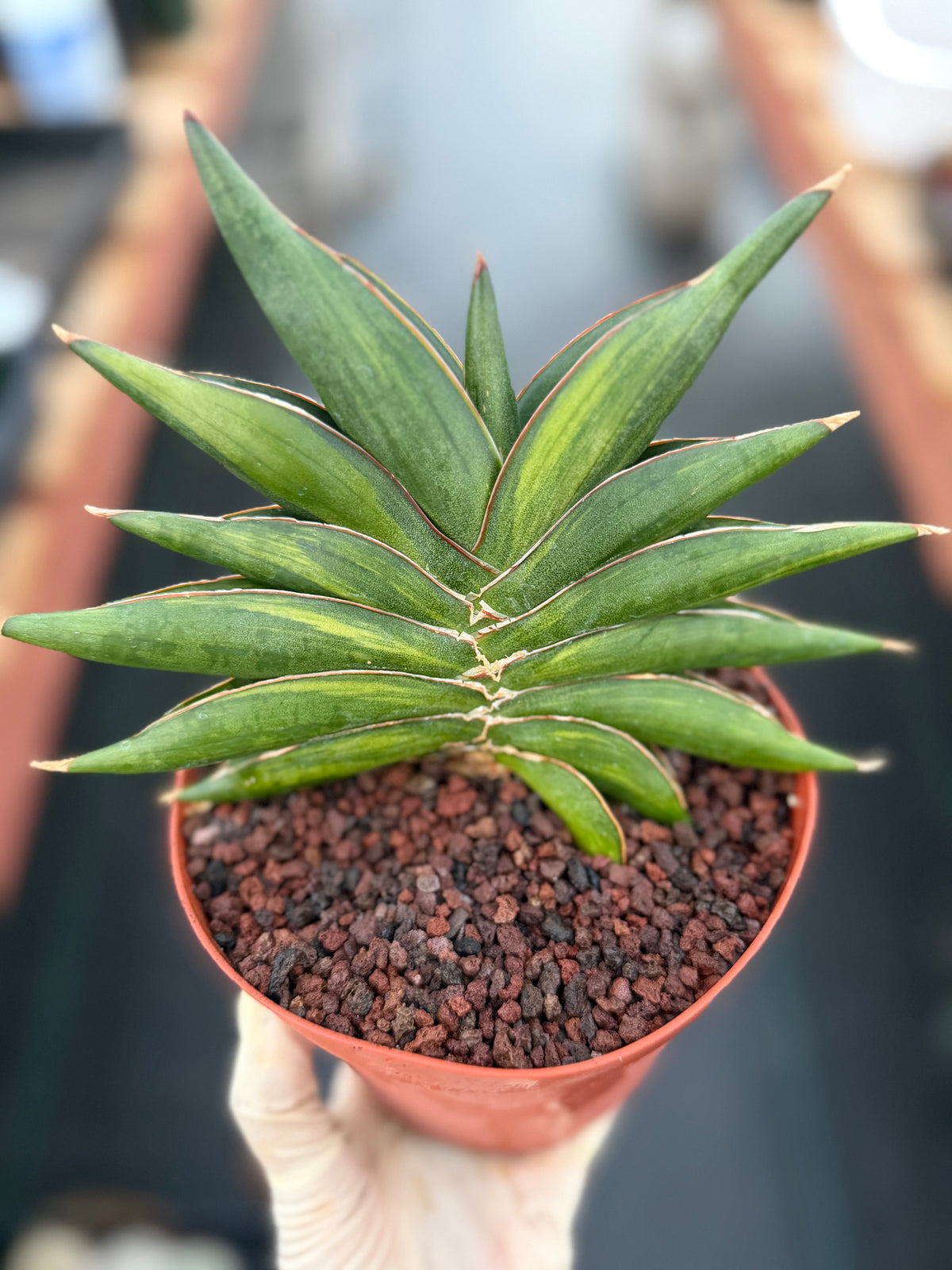 Variegated Sansevia Sawaddee | Easy Care House Plant | Live Plant #206