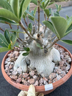 Large Specimen Adenium Arabicum #912 | Pink Flower Live Plant