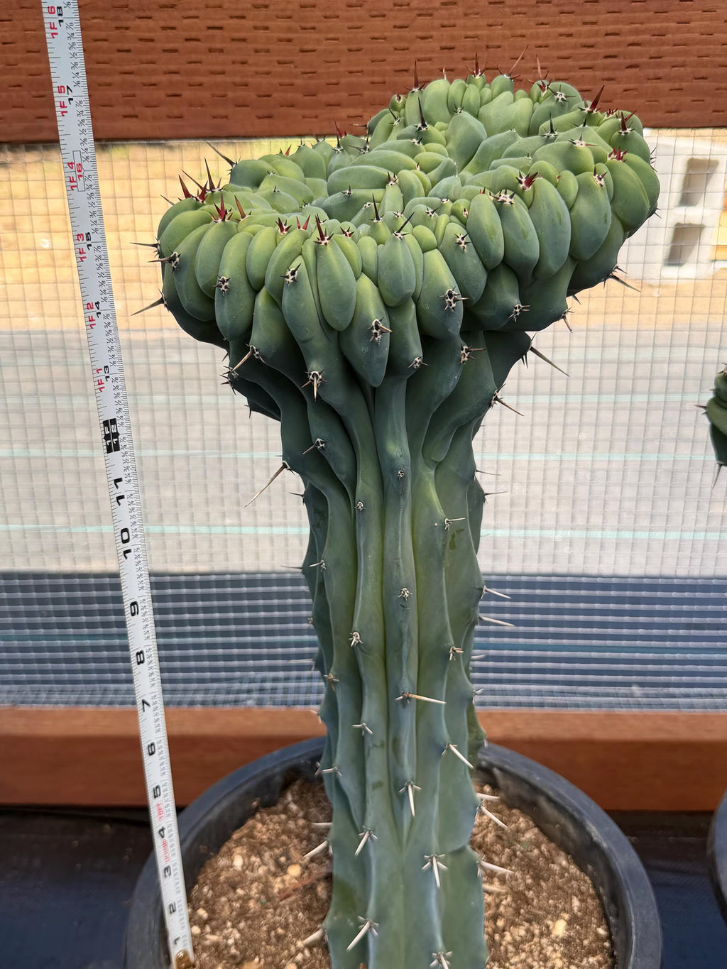 Crested Blue Myrtle Cactus | Rare Crested Live Cactus | Collector Plant