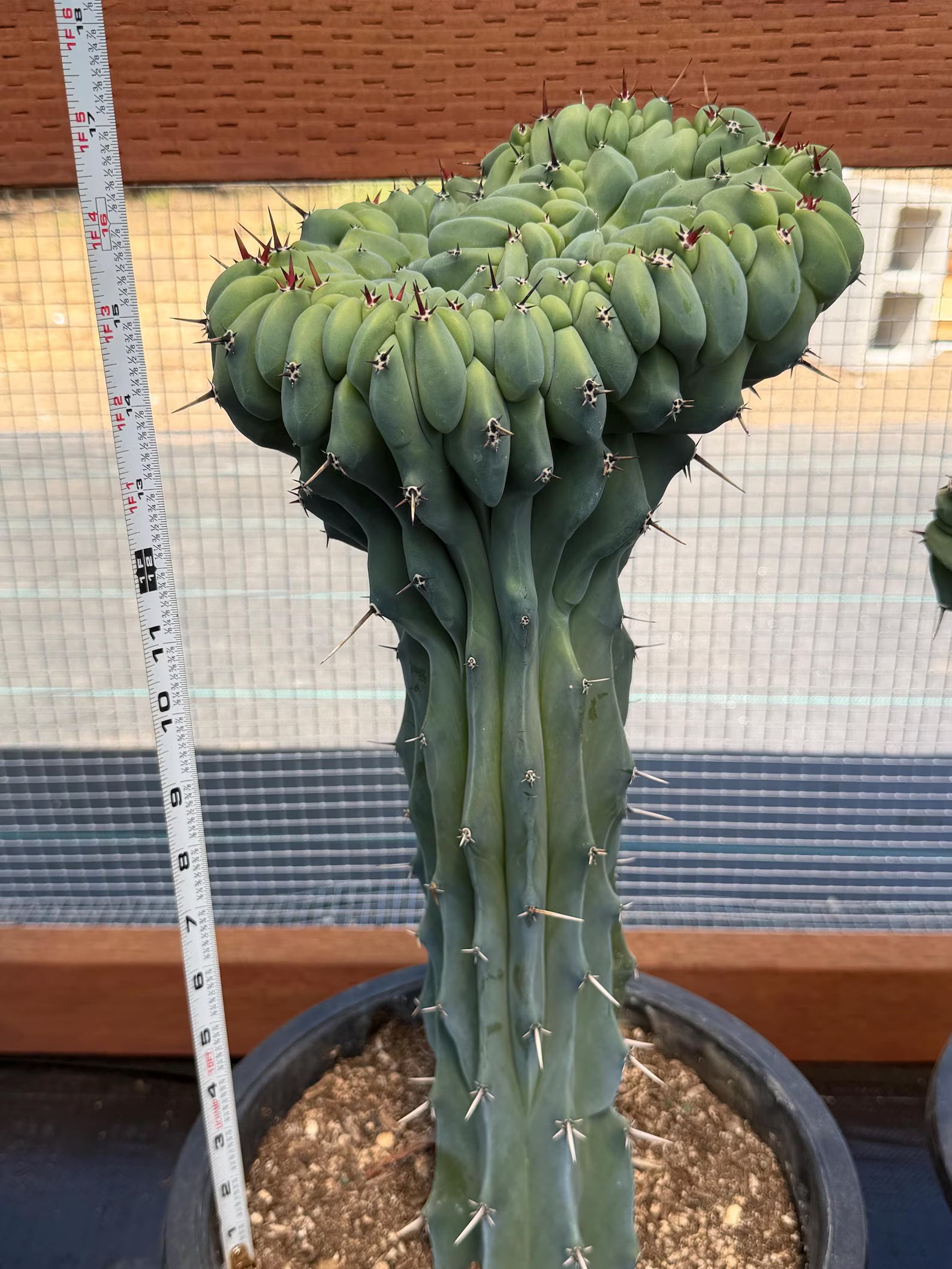 Crested Blue Myrtle Cactus | Rare Crested Live Cactus | Collector Plant