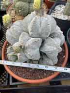 8-Head Astrophytum Myriostigma Cluster | Rare BRAG Collection Cactus
