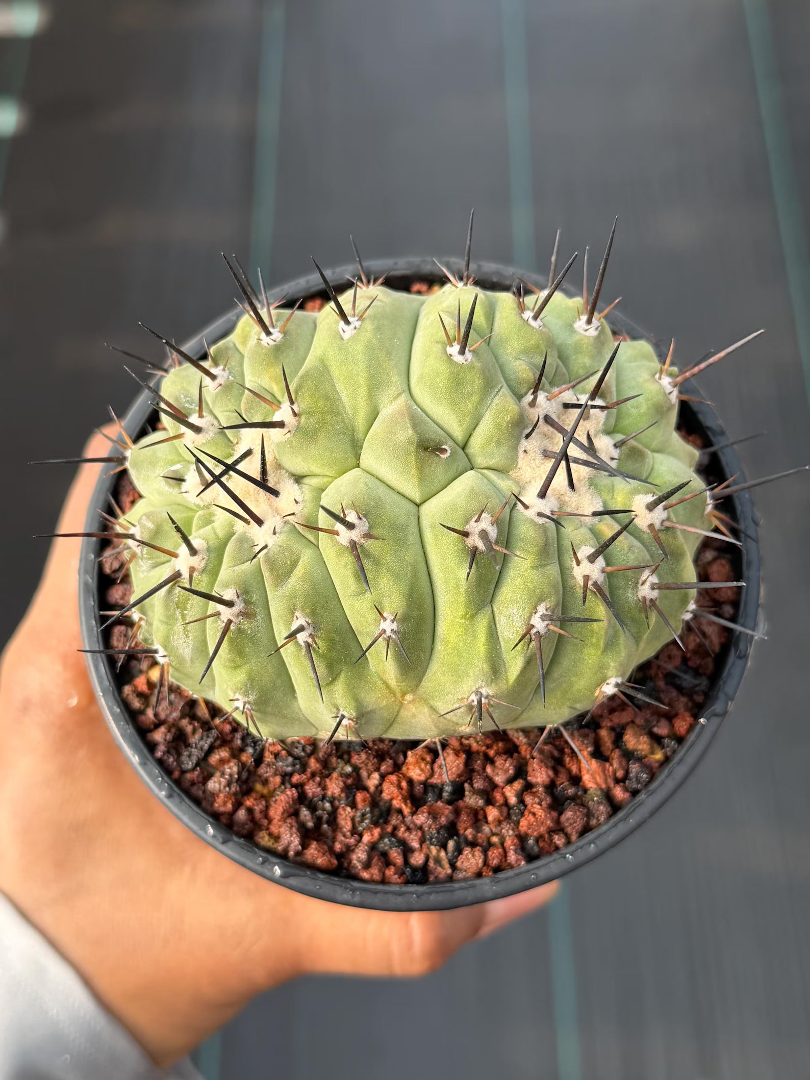 Crested Copiapoa Cinerea Live Cactus #271 – Rare Collector Cactus
