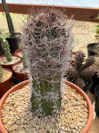 Seed Grown Astrophytum Capricorne Large| Rare Live Cactus