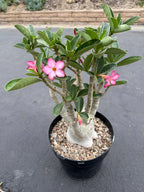 Large Specimen Adenium Arabicum | Pink Flower Live Plant