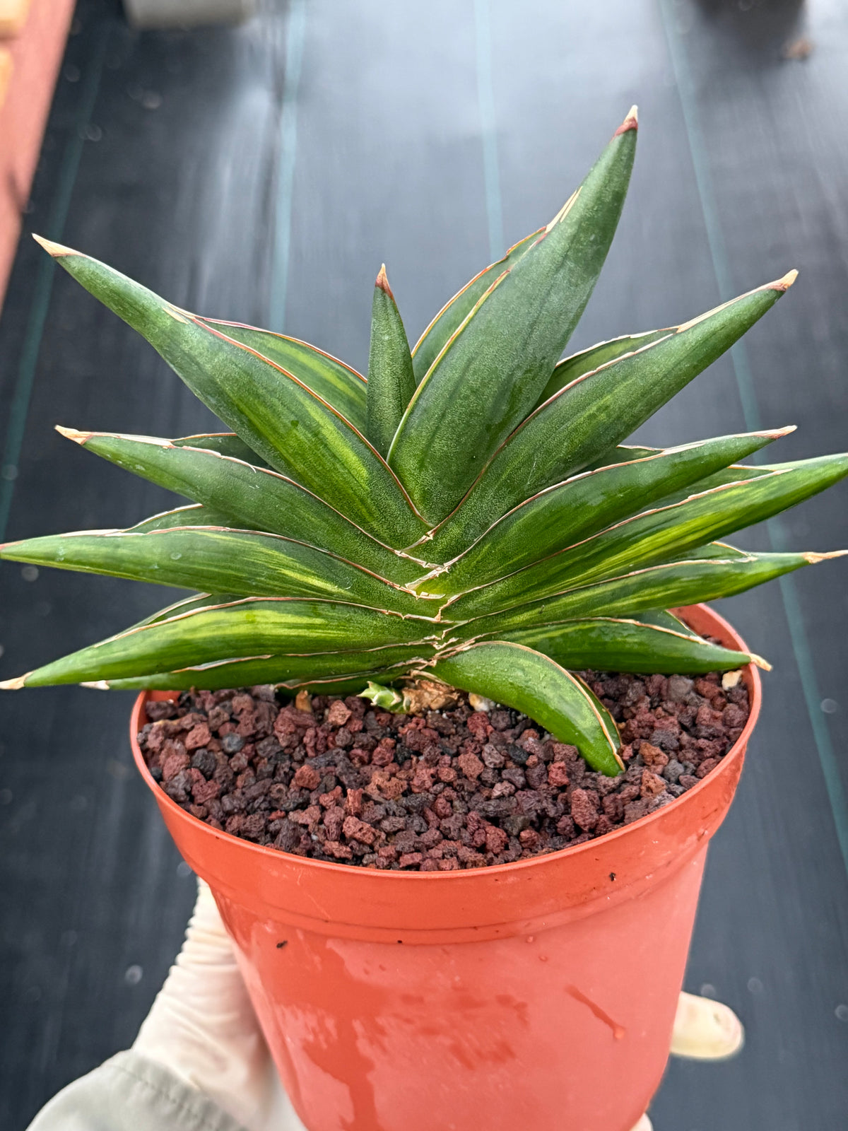 Variegated Sansevia Sawaddee | Easy Care House Plant | Live Plant #206