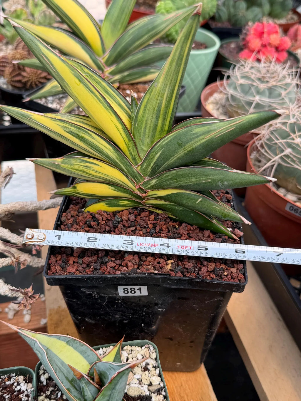 Variegated Sansevieria Sawaddee #881 | Rare Live House Plant