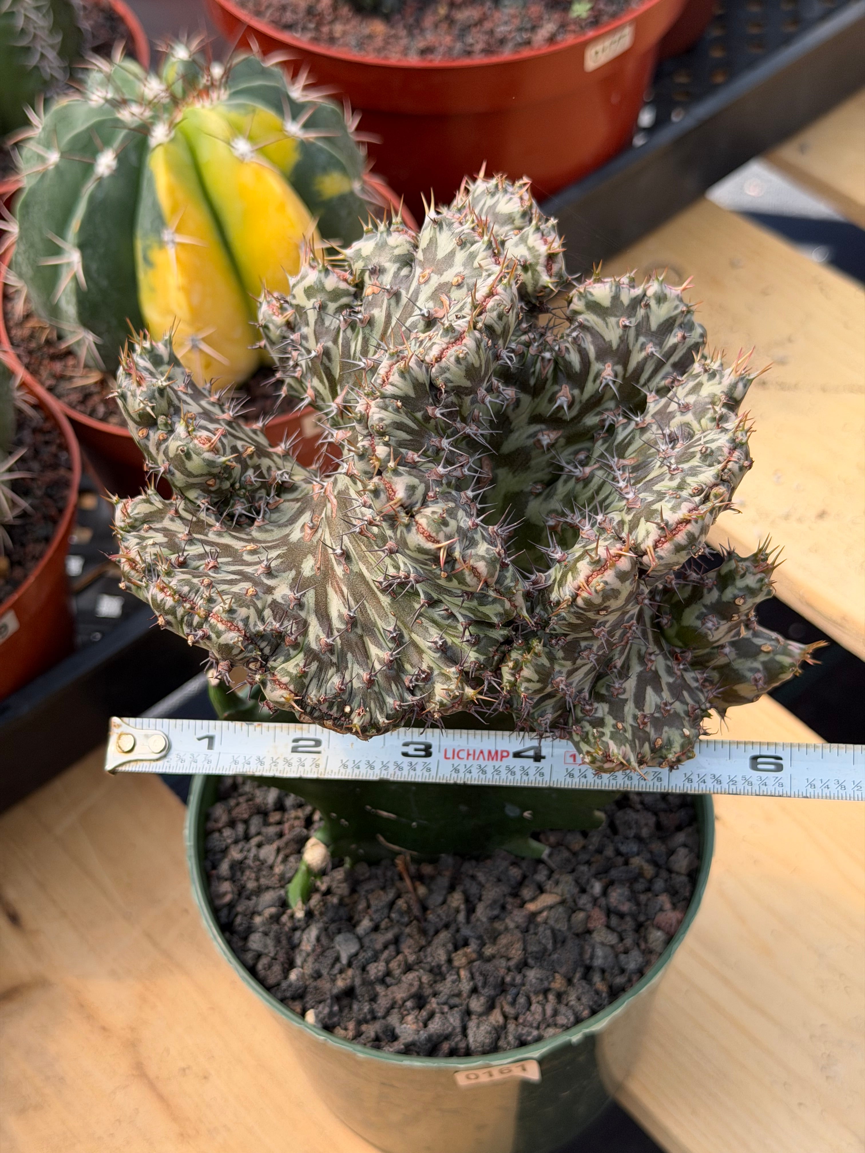 Crested Euphorbia horwoodii on Graft