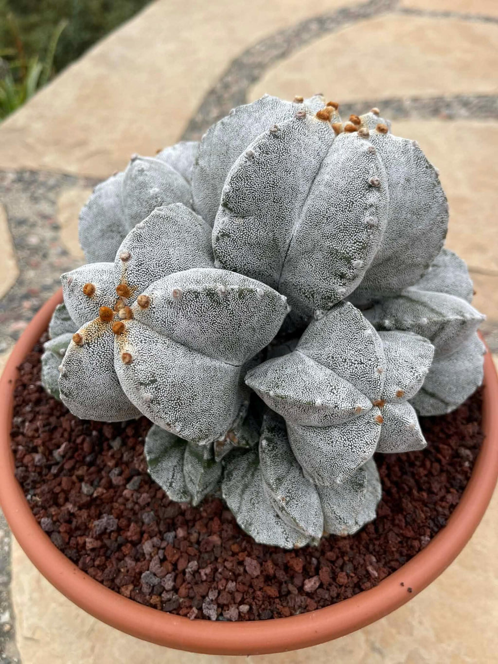 8-Head Astrophytum Myriostigma Cluster | Rare BRAG Collection Cactus