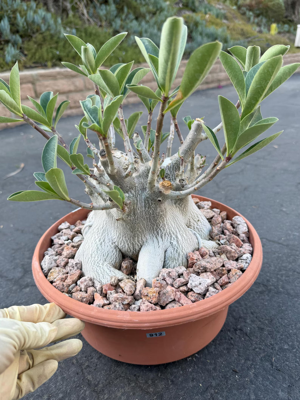 Large Specimen Adenium Arabicum #912 | Pink Flower Live Plant