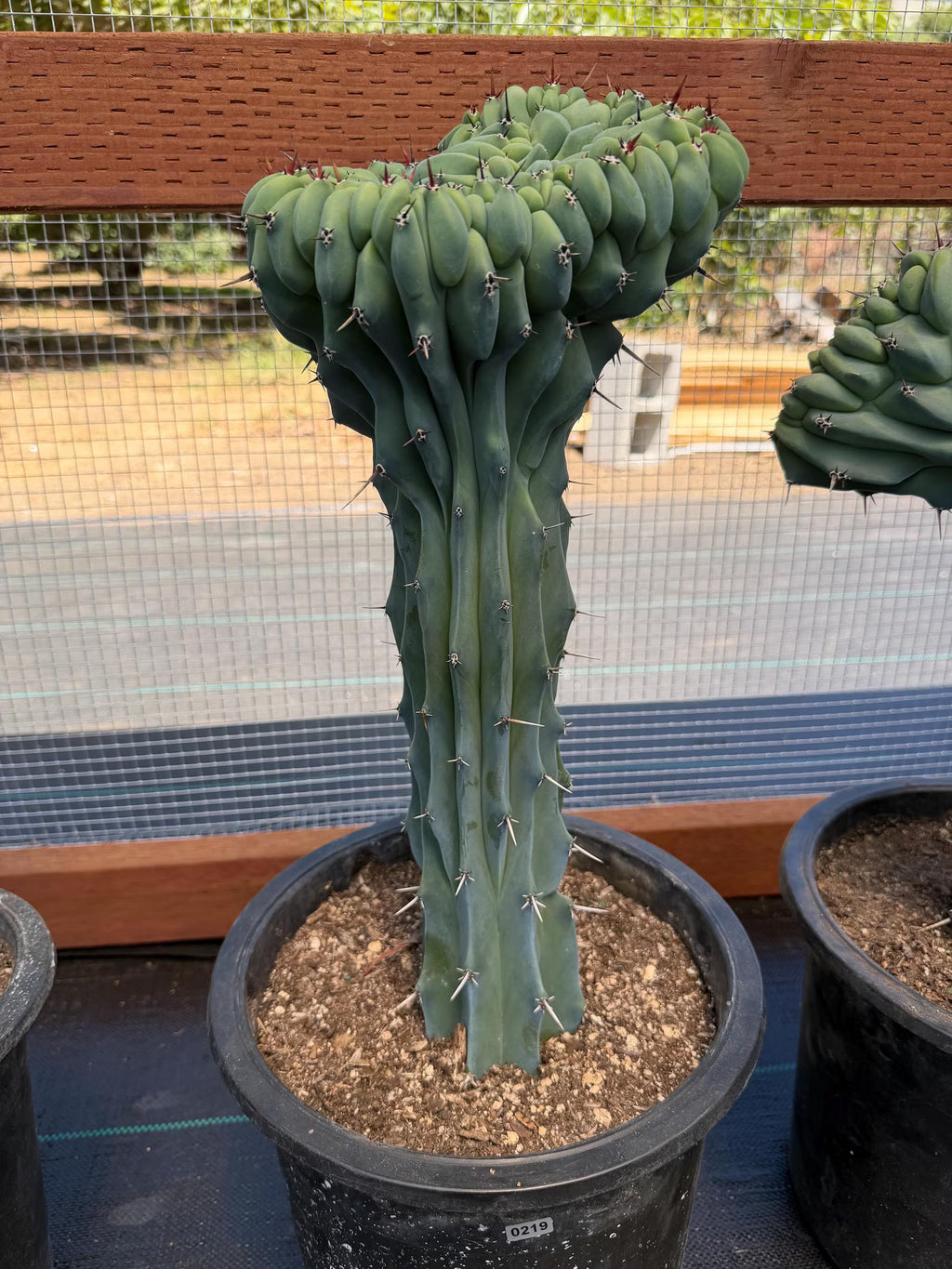 Crested Blue Myrtle Cactus | Rare Crested Live Cactus | Collector Plant