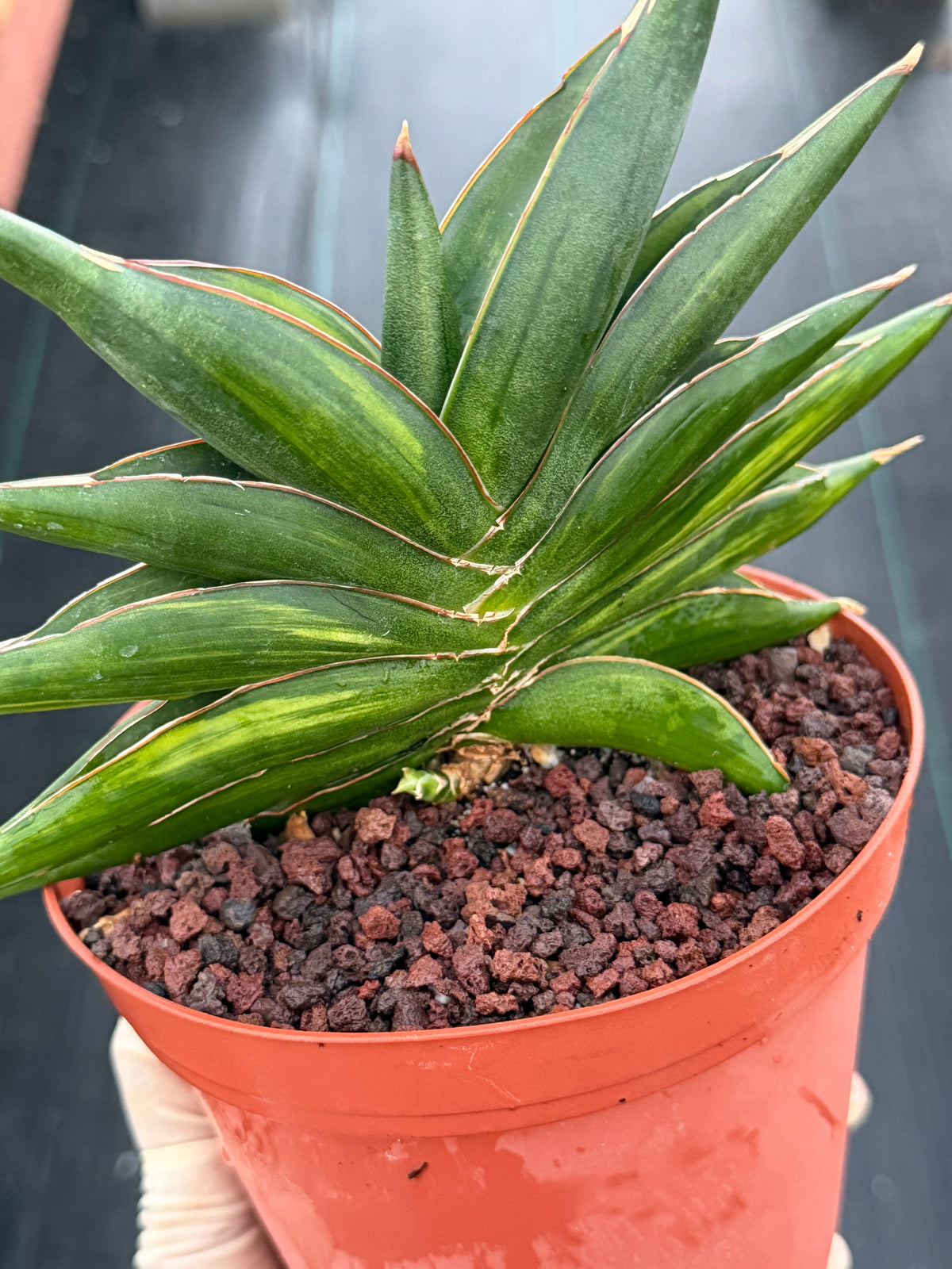 Variegated Sansevia Sawaddee | Easy Care House Plant | Live Plant #206