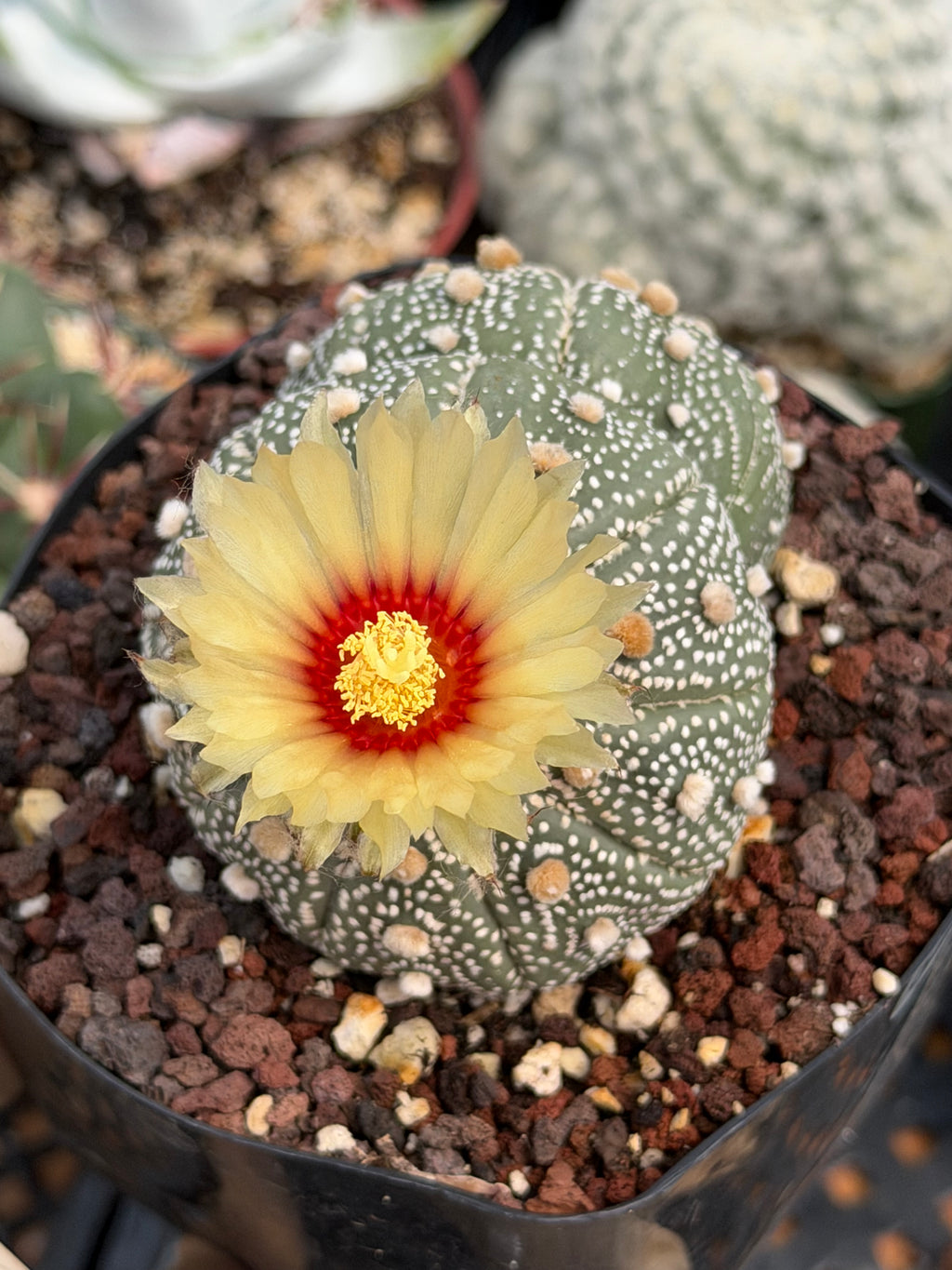Astrophytum Asterias #458 — Rare Star Cactus | 4” Pot, 3” Width Live Succulent Plant