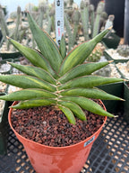 Variegated Sansevia Sawaddee | Easy Care House Plant | Live Plant #206