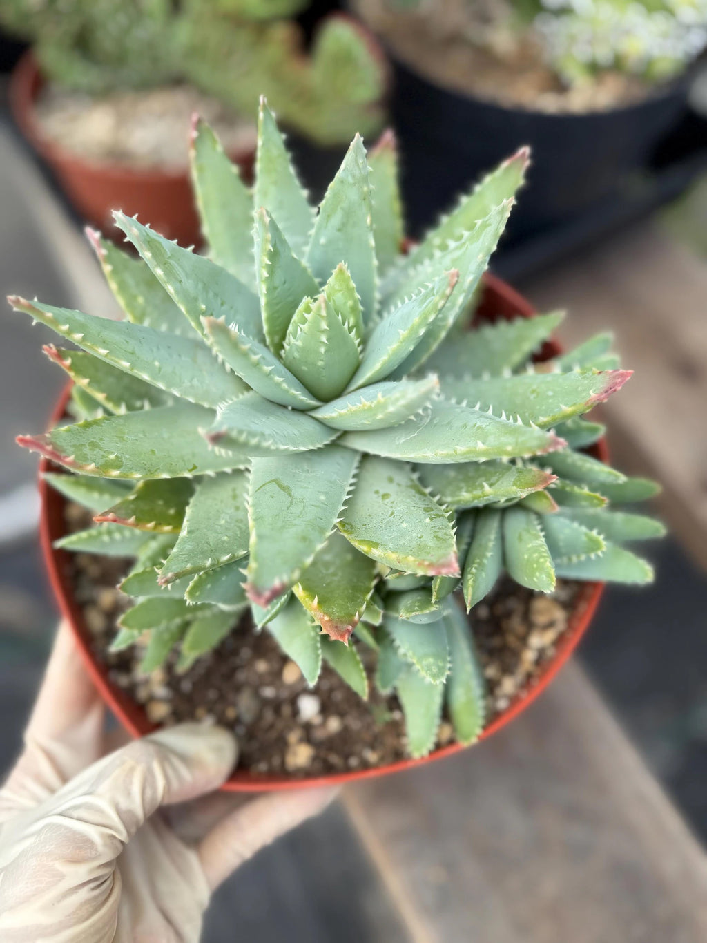 8” Aloe Brevifolia full of pups | Easy care Aloe | Live Plant