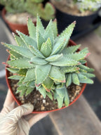 8” Aloe Brevifolia full of pups | Easy care Aloe | Live Plant