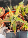 8” Aloe Elgonica | Specimen Succulent Plant | Tree Plant