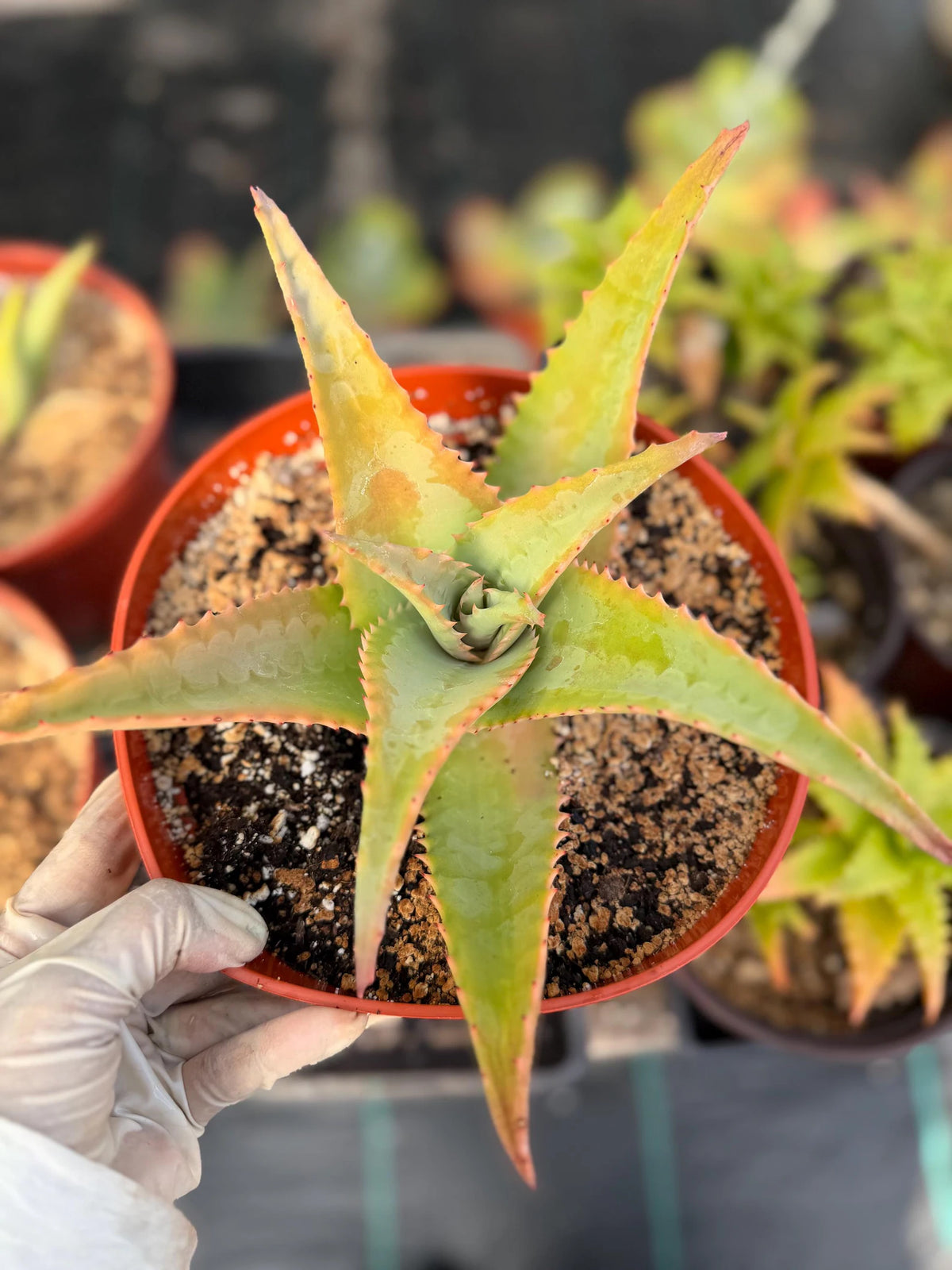 8” Aloe Elgonica | Specimen Succulent Plant | Tree Plant