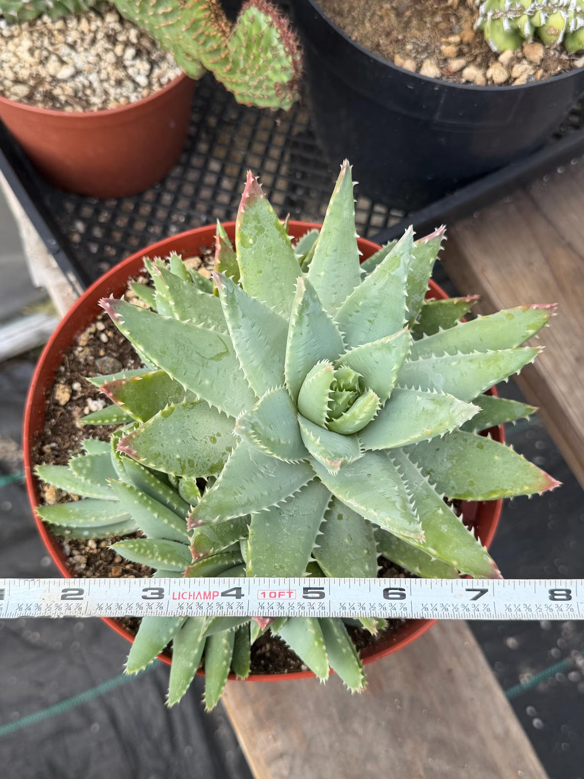 8” Aloe Brevifolia full of pups | Easy care Aloe | Live Plant