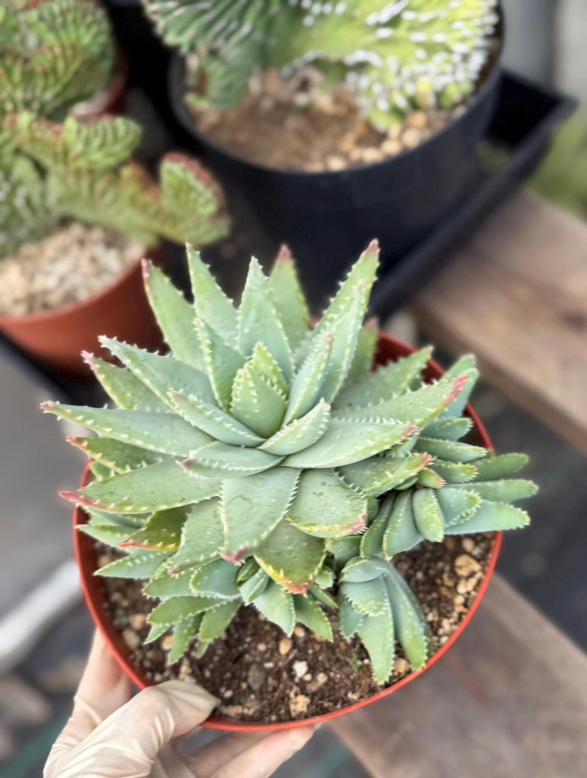 8” Aloe Brevifolia full of pups | Easy care Aloe | Live Plant