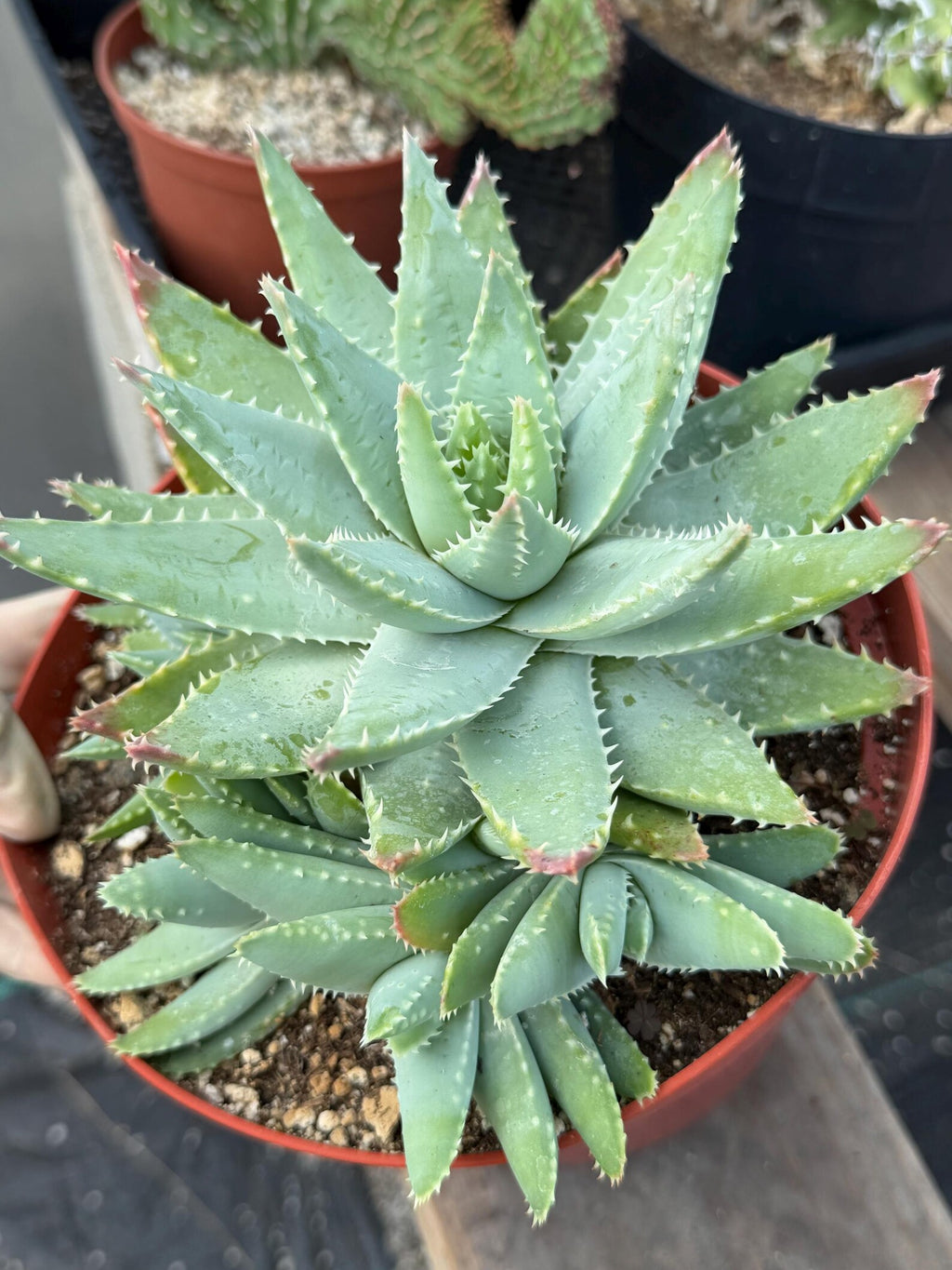 8” Aloe Brevifolia full of pups | Easy care Aloe | Live Plant