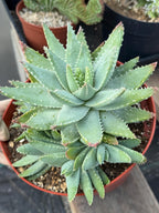 8” Aloe Brevifolia full of pups | Easy care Aloe | Live Plant