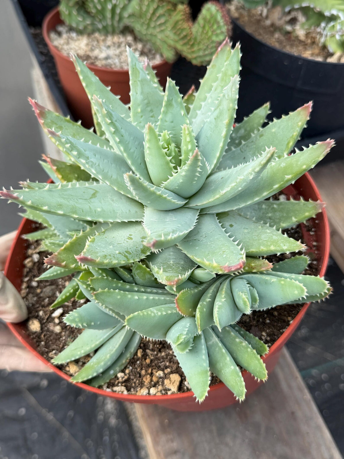 8” Aloe Brevifolia full of pups | Easy care Aloe | Live Plant