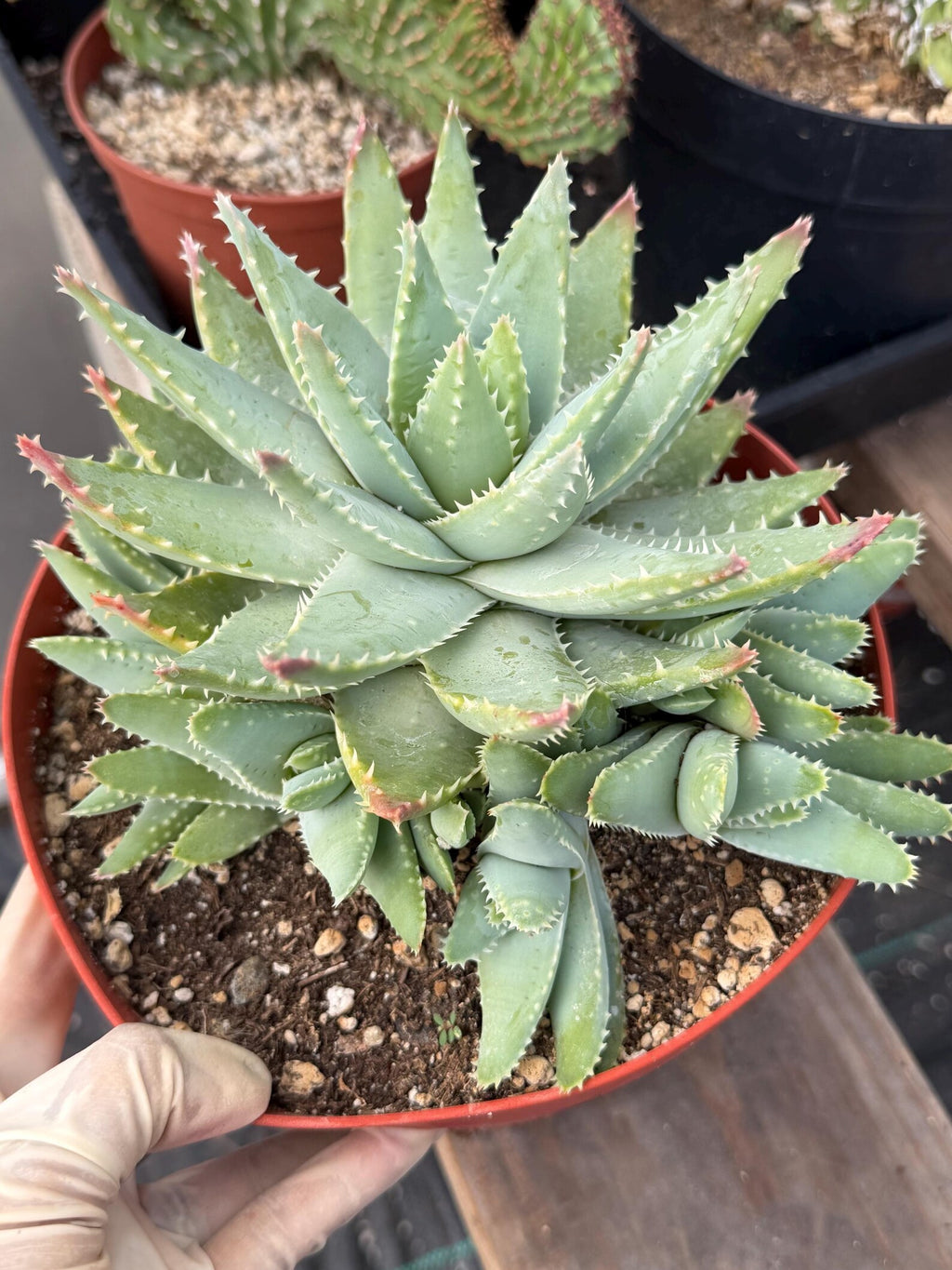 8” Aloe Brevifolia full of pups | Easy care Aloe | Live Plant