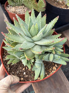 8” Aloe Brevifolia full of pups | Easy care Aloe | Live Plant