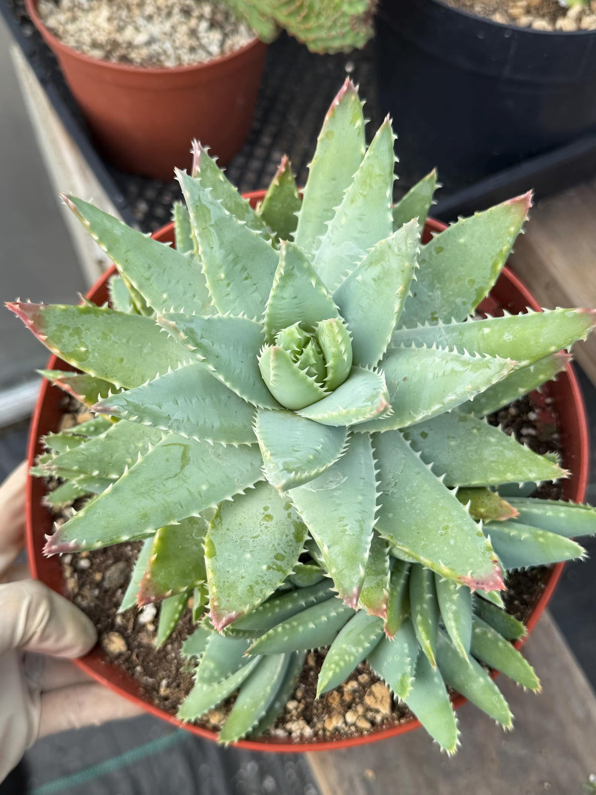 8” Aloe Brevifolia full of pups | Easy care Aloe | Live Plant