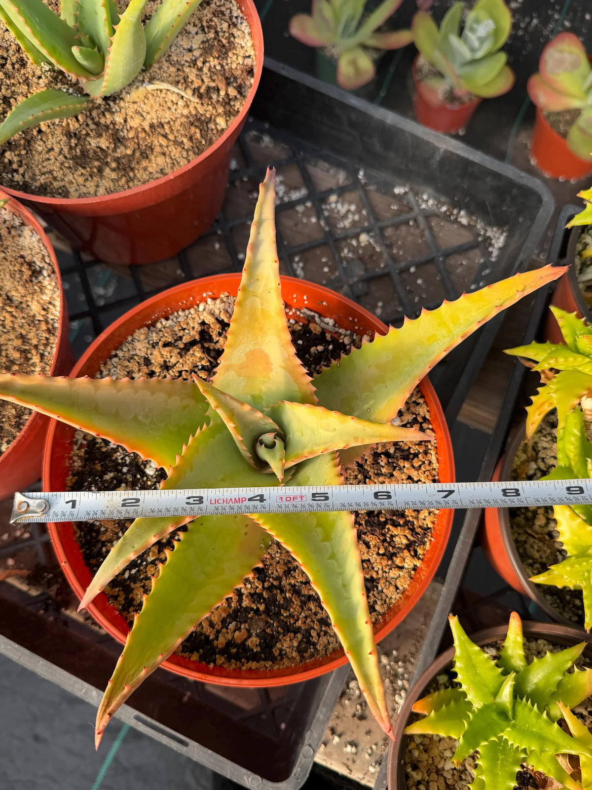 8” Aloe Elgonica | Specimen Succulent Plant | Tree Plant