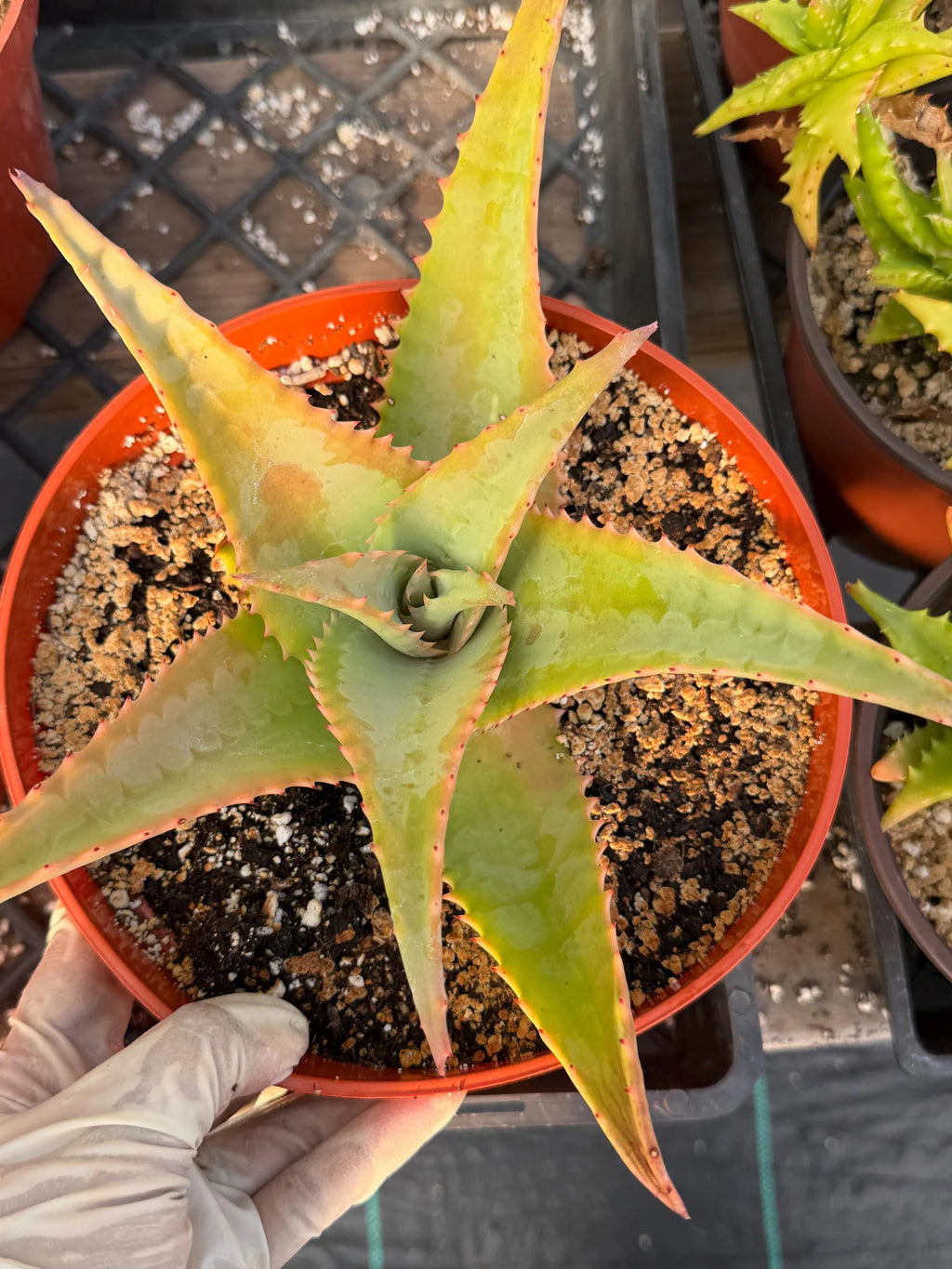 8” Aloe Elgonica | Specimen Succulent Plant | Tree Plant