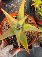 8” Aloe Elgonica | Specimen Succulent Plant | Tree Plant